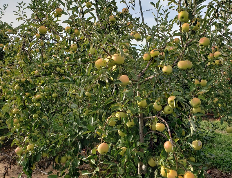 apples